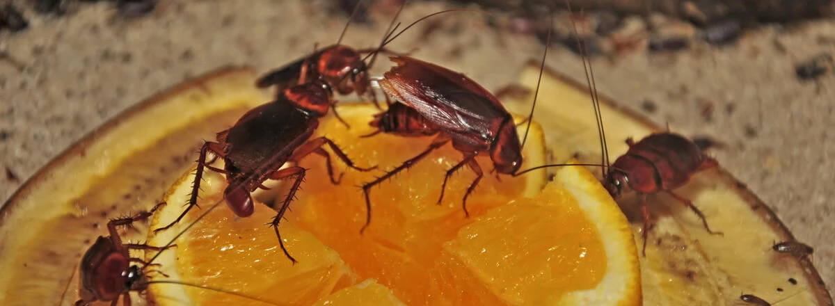 Several cockroaches crawl over a halved orange
