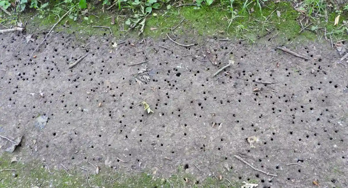 Holes in the ground From 17 year periodical cicada emergence