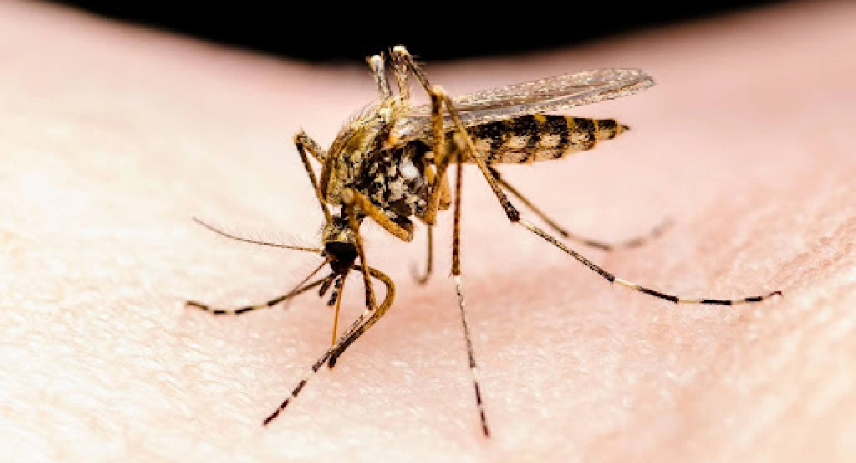 Culex mosquitoes