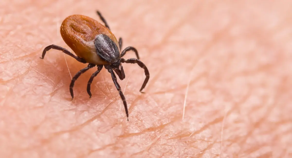 Tick on human skin