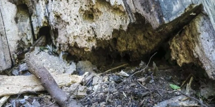 Outdoor issues