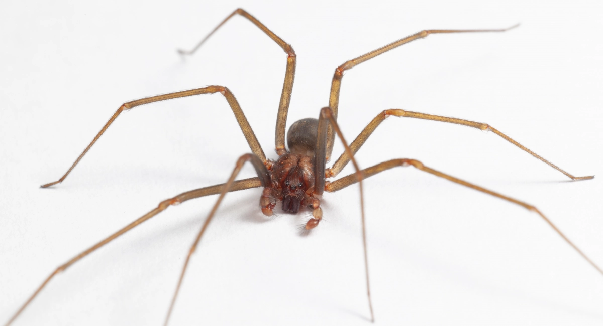 The brown recluse spider