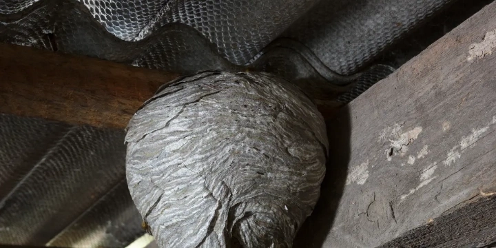 wasps nest in an attic