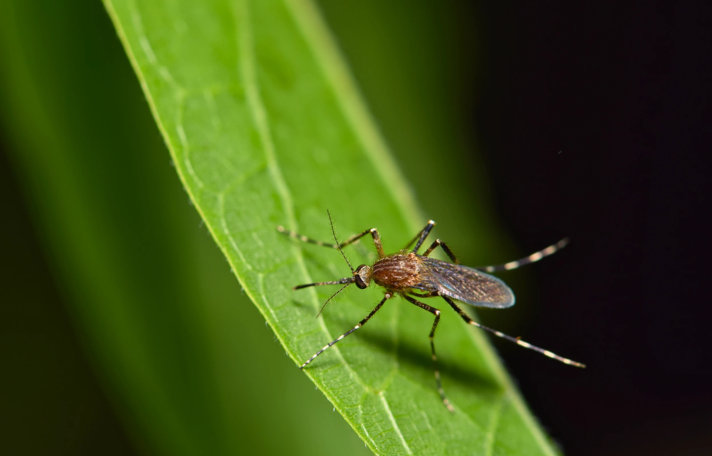 insect repelling plants