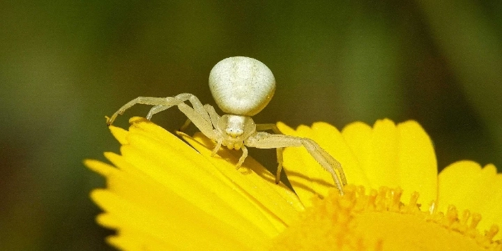 White crab spider on flower