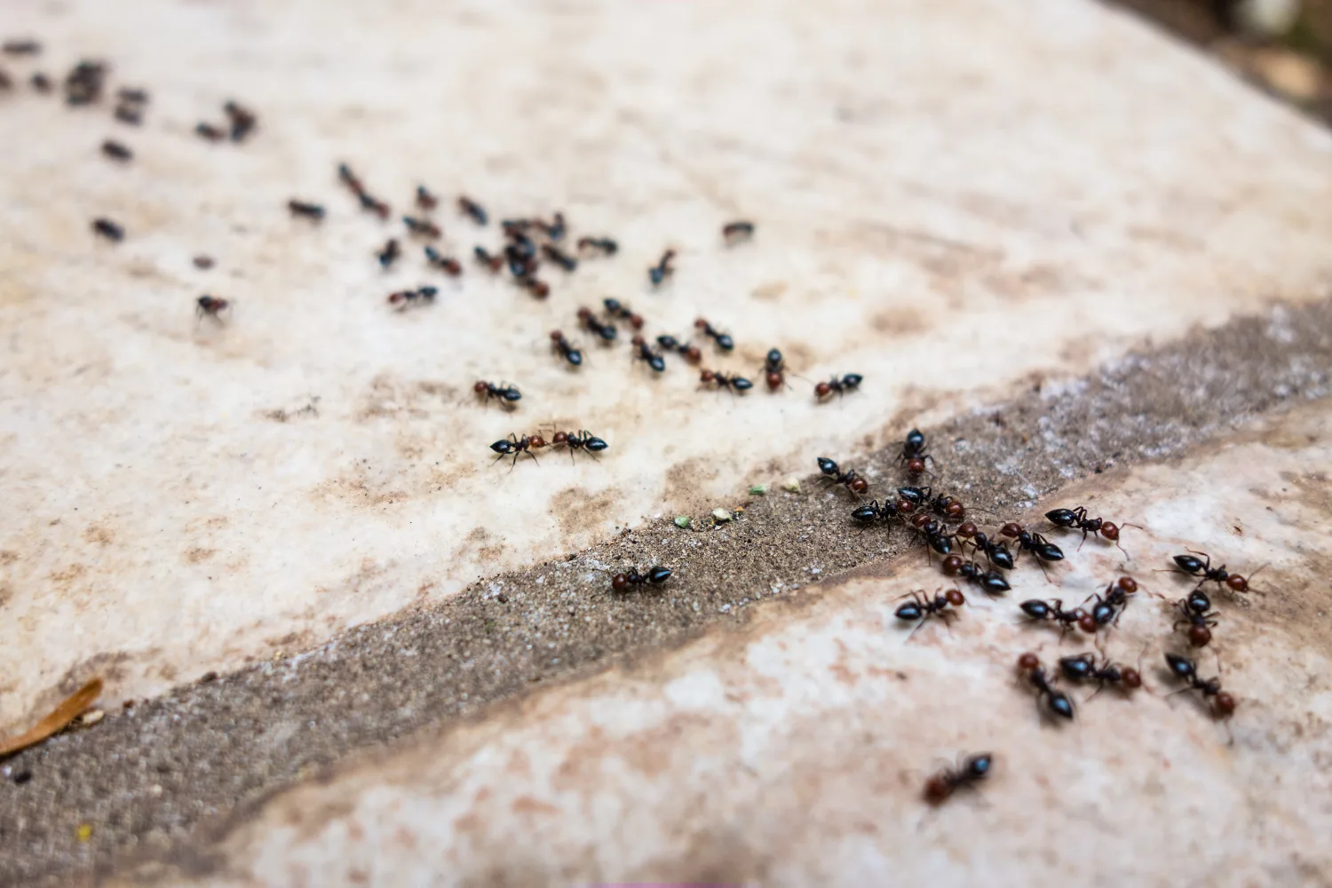 Colony of ants