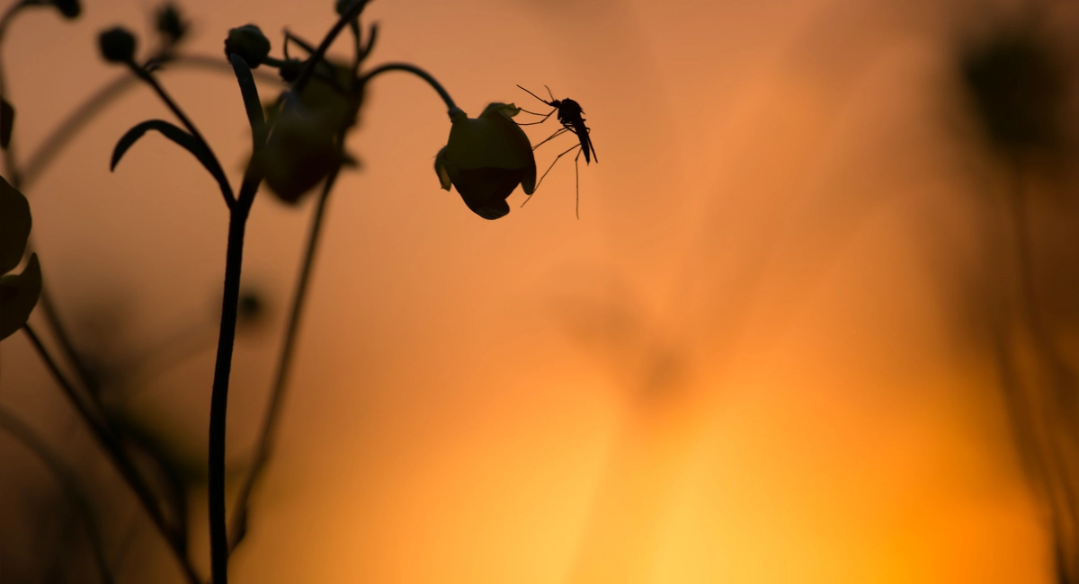 A mosquito resting on a buttercup flower at sunset.