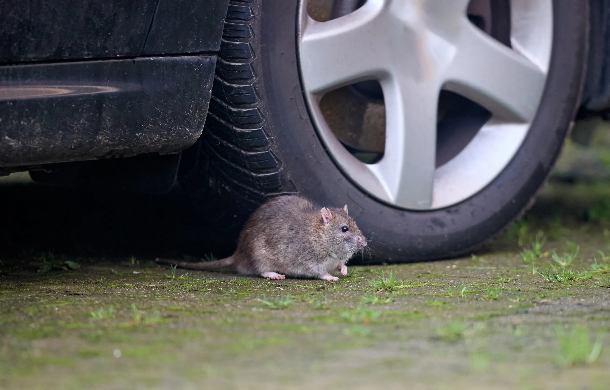 A rat next to a car tyre