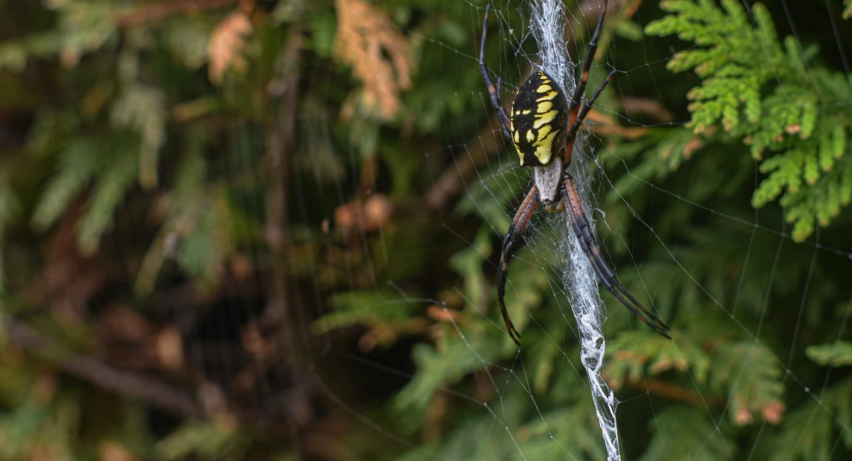 A garden spider on its web, outdoors