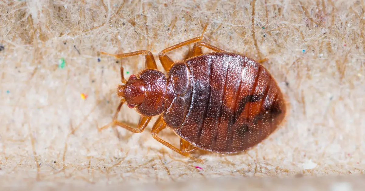 An up-close image of a bed bug, dark red and oval-shaped