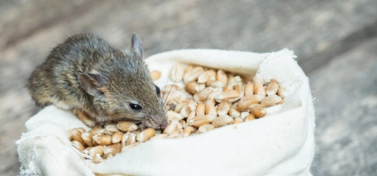 Rat with corn bag
