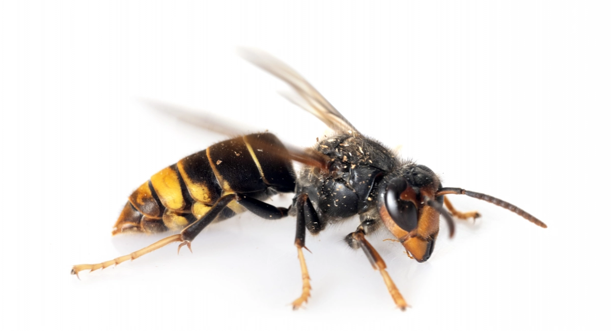Hornets