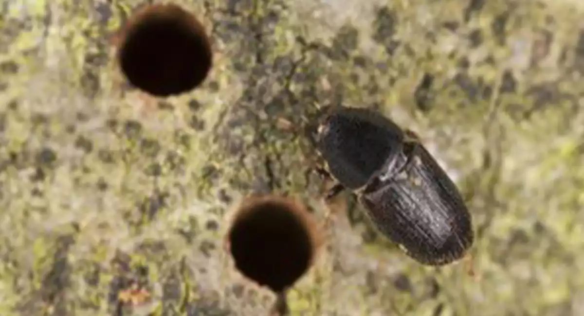 European oak bark beetle, Scolytus intricatus, extreme close-up