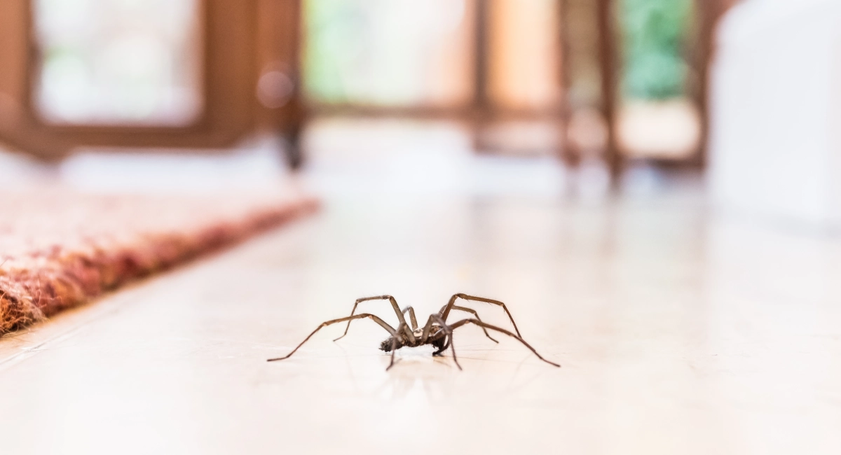 common-house-spider-on-the-floor-in-a-home