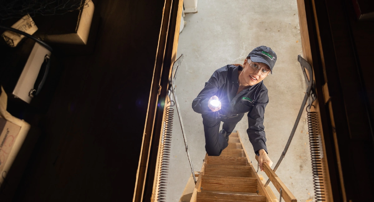 Western Exterminator specialist shines flashlight into the attic