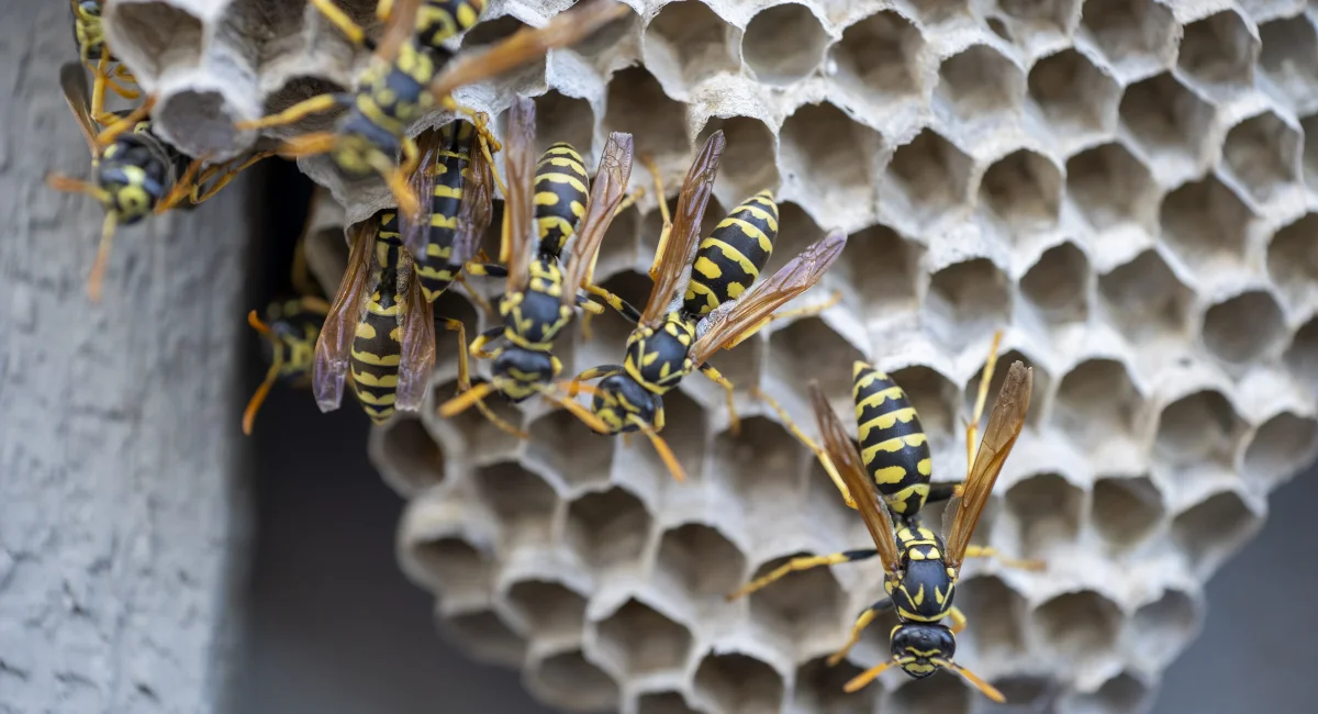 A hornet nest with yellowjackets crawling all over it