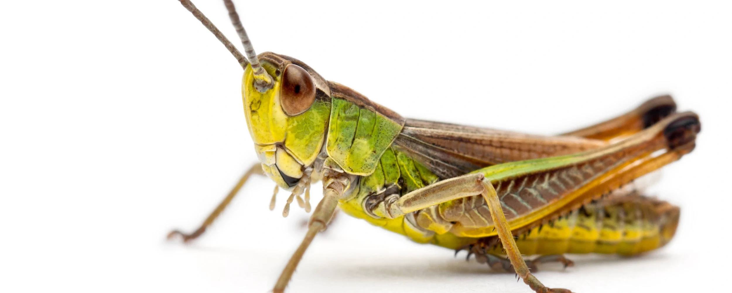 cricket