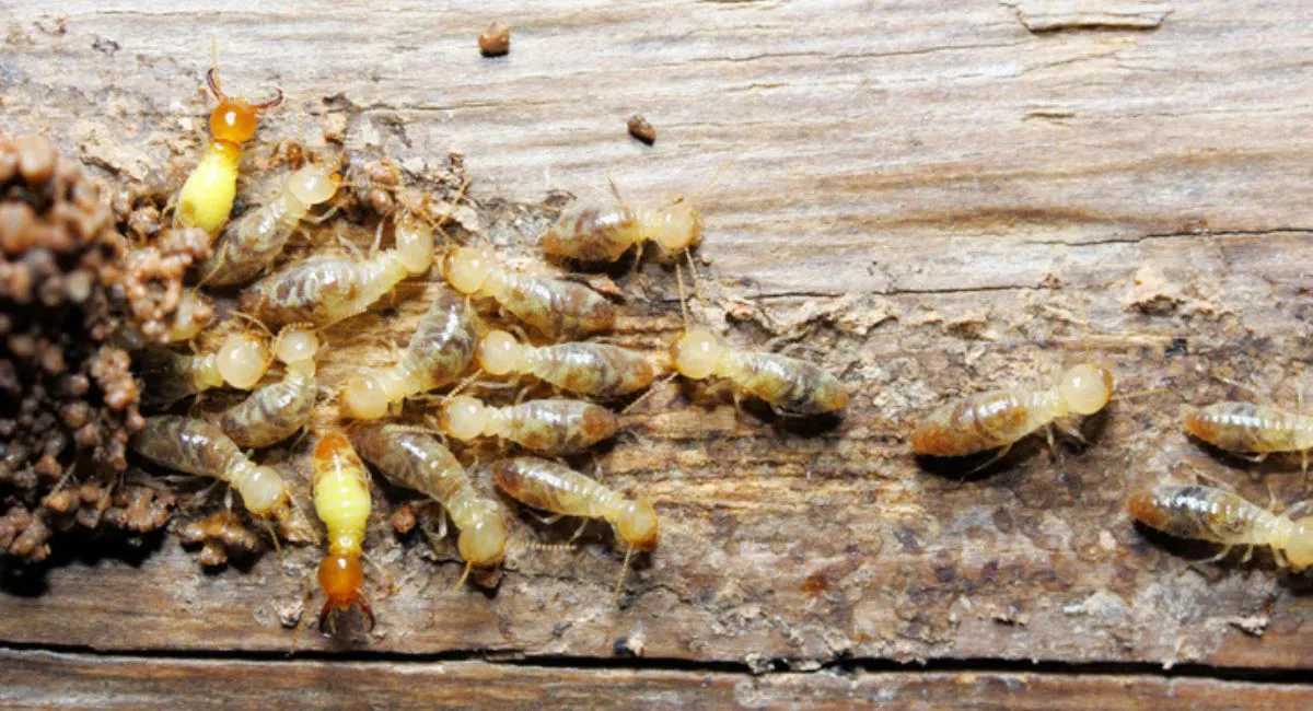 A close-up of termite soldiers next to some damaged wood