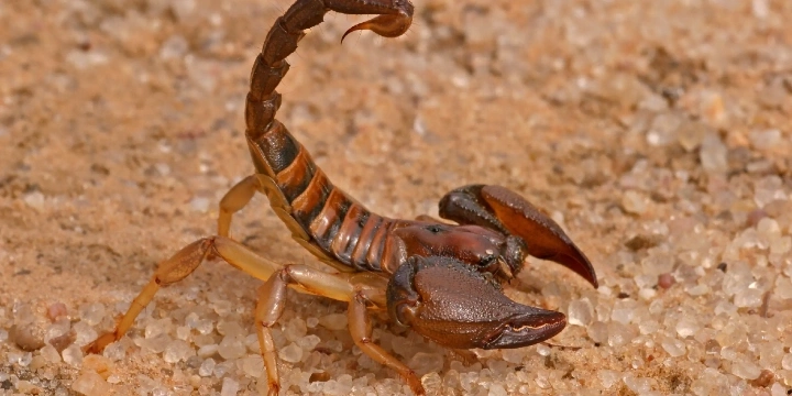 Scorpion