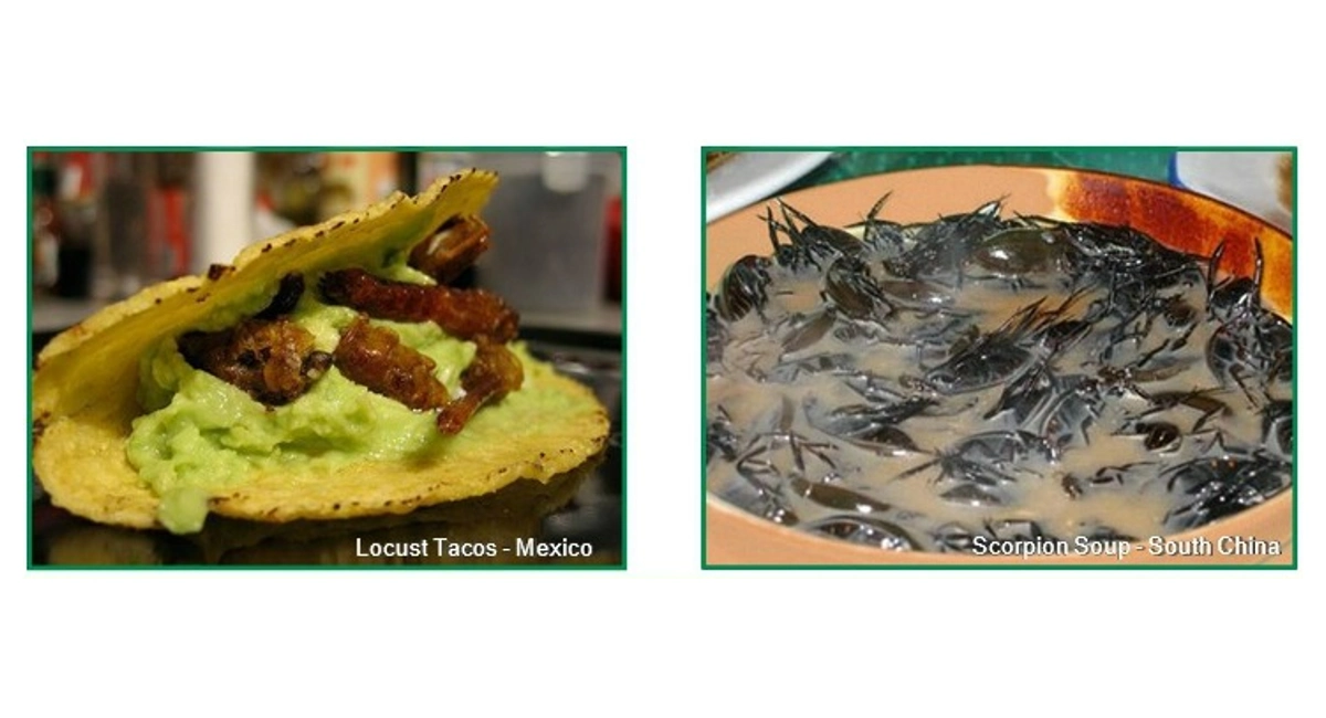 Locust Taco and Scorpion Soup