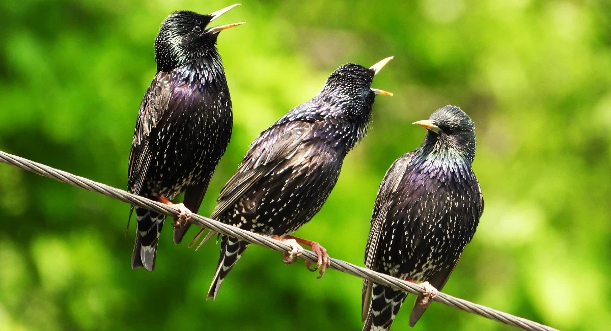 Flock of starlings