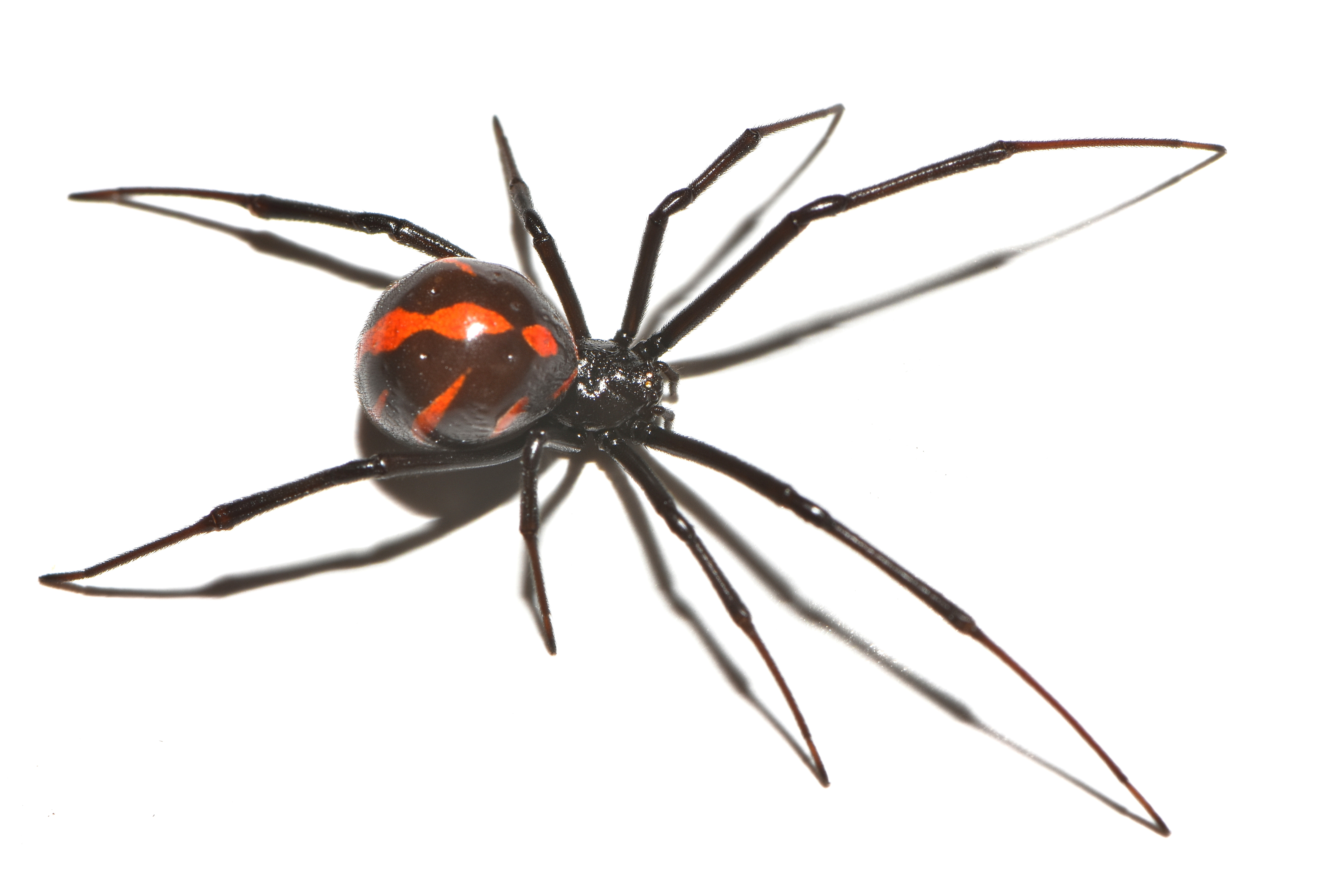 Black widow spider