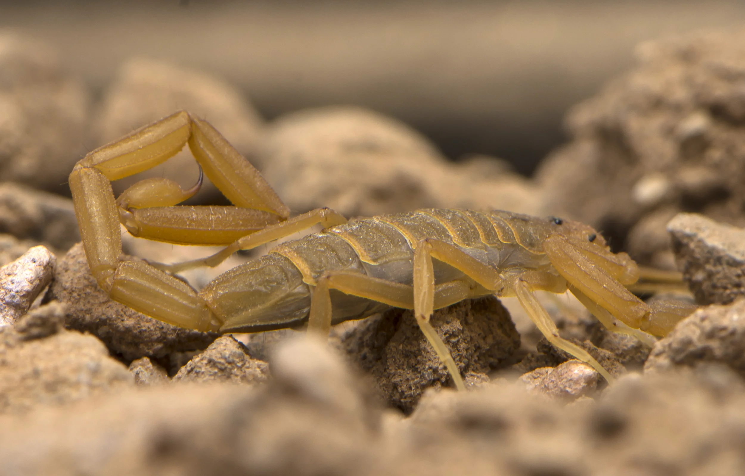 An Arizona bark scorpion, pale brown to yellow, with darker shades on its back, crawling over rocks