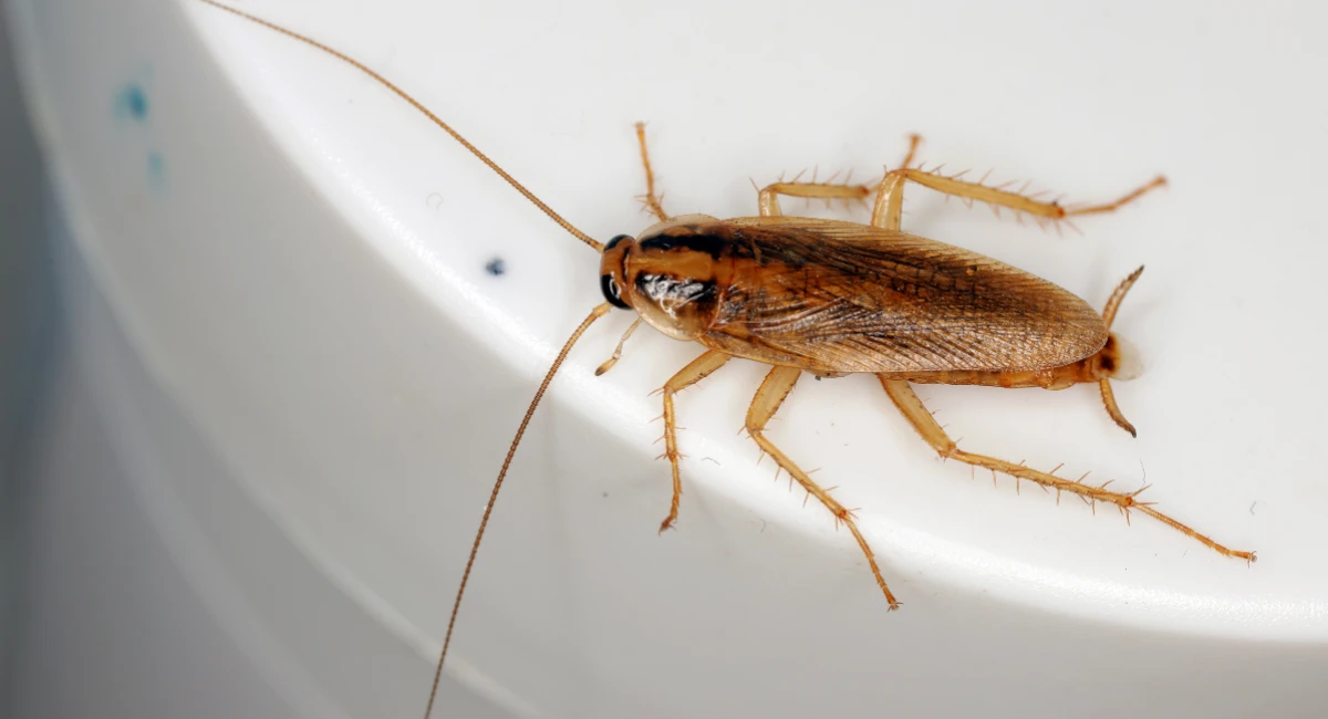 A German cockroach on a toilet seat