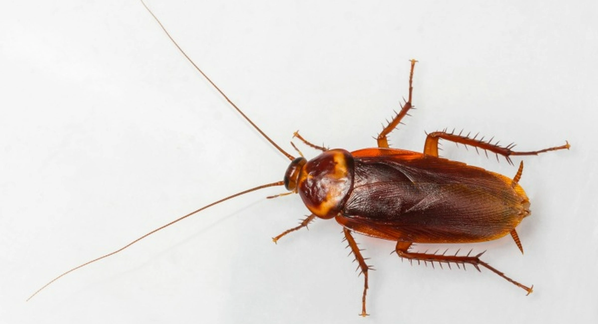 Close up view of American cockroach on white background