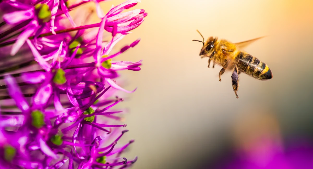 A bee flying towards a flower