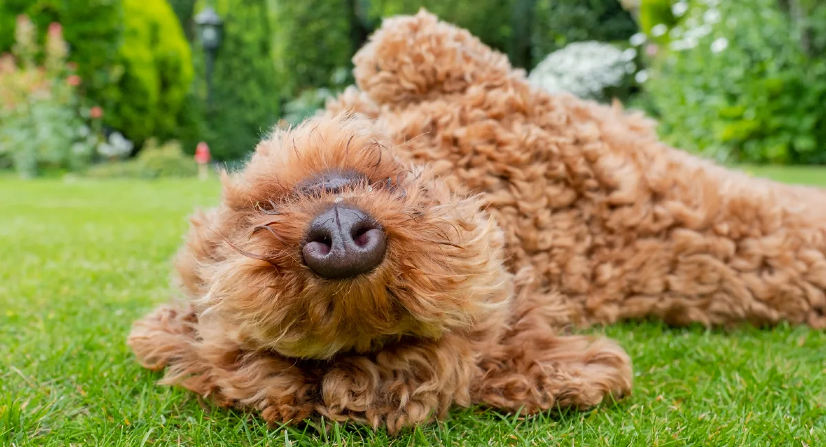 protect pets from pests