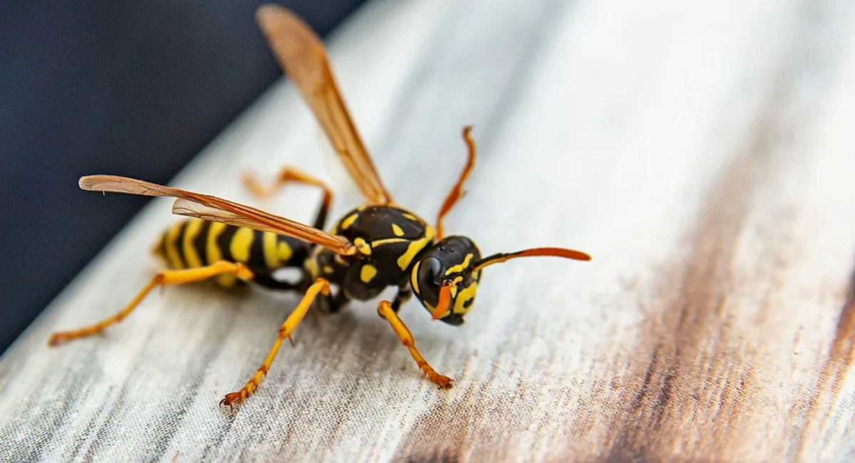 close-up of wasp on wood