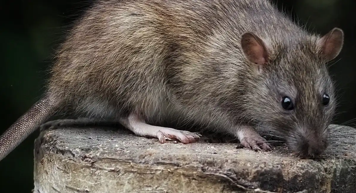 rat