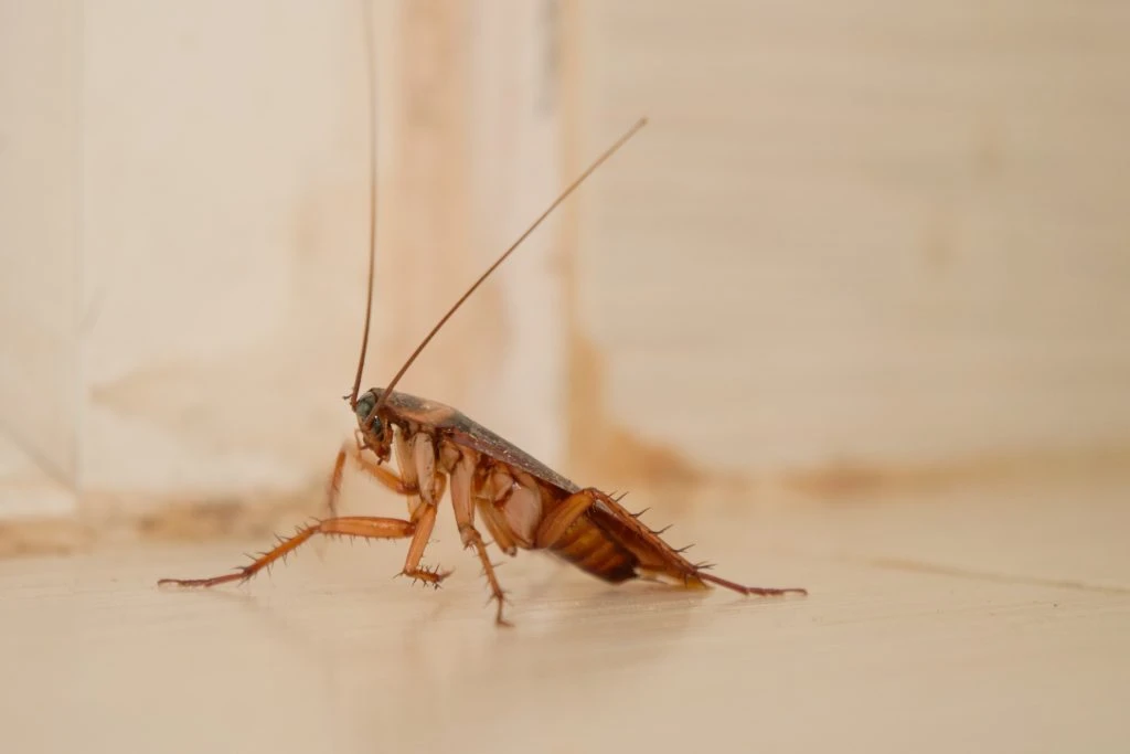 cockroach