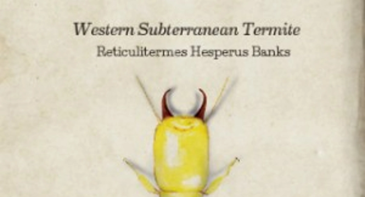 Western subterranean termite
