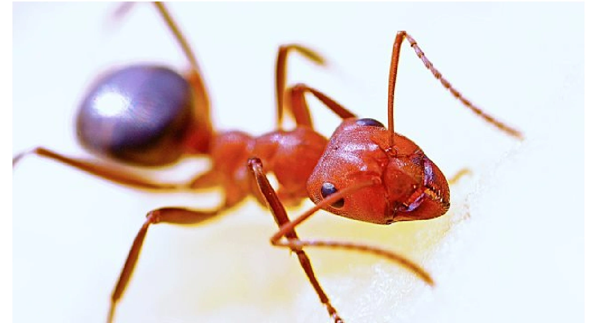 Fire ant bite