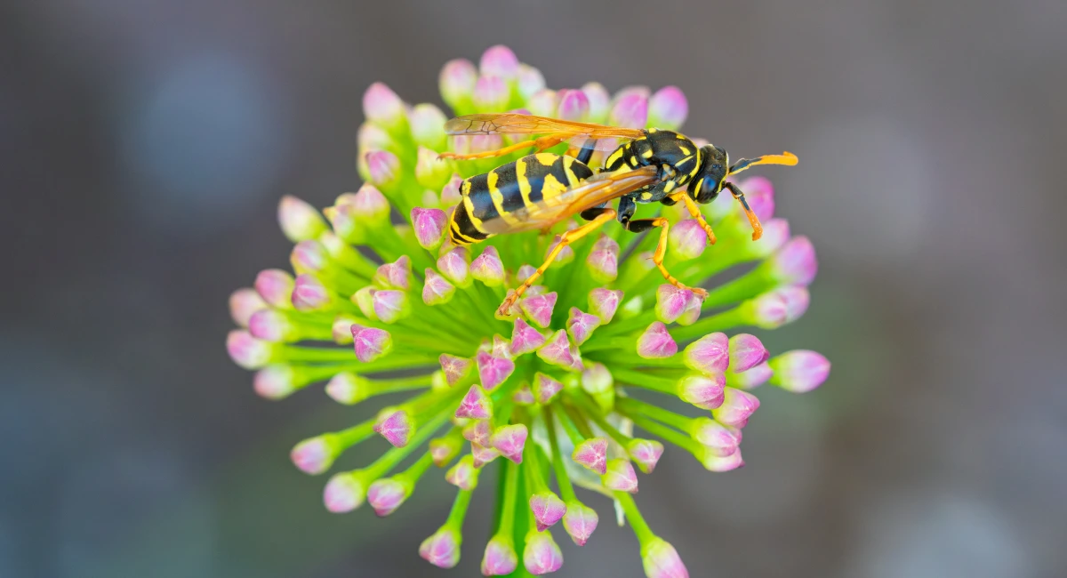 A wasp rests on a green and pink flower