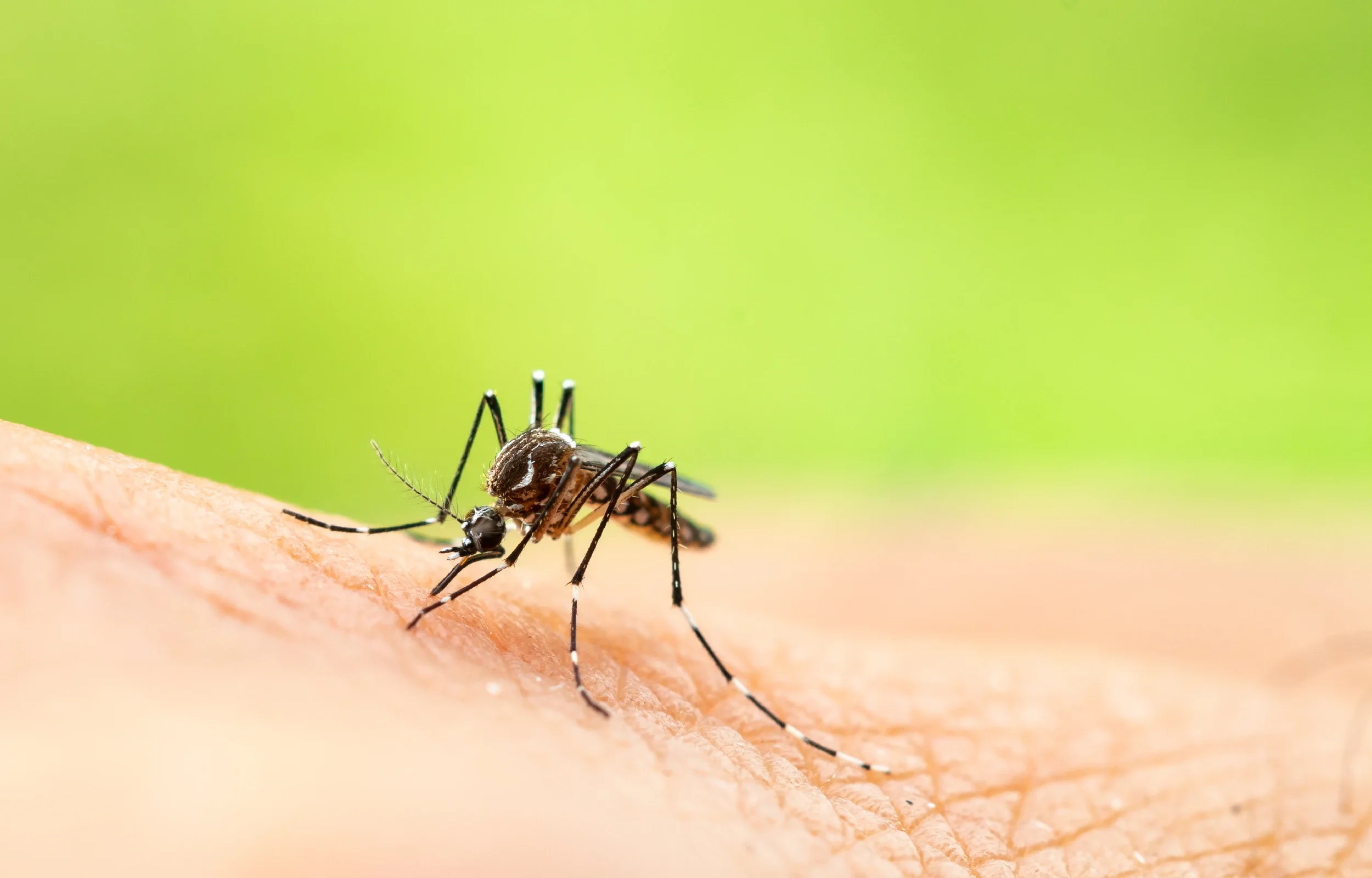 A mosquito feeding on a body part