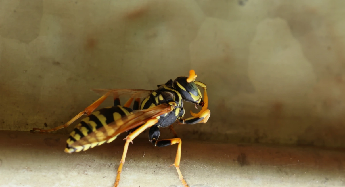 A yellowjacket wasp against a muddy, beige background, showing its distinctive yellow and black banded abdomen and smooth, slender body