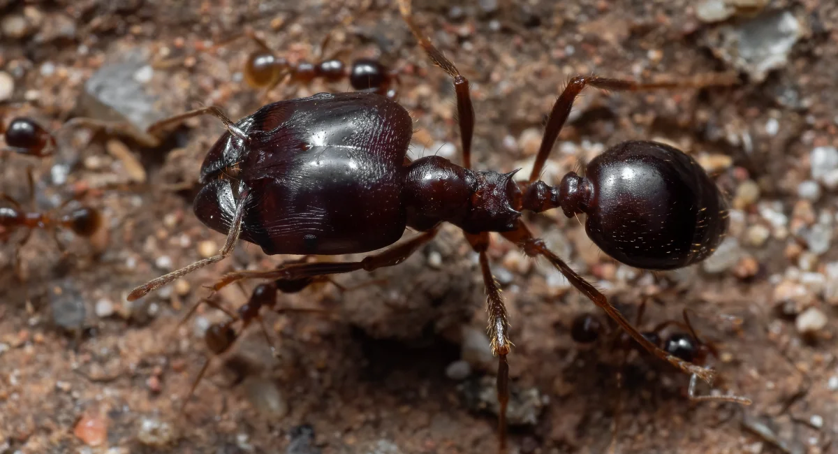 A big-headed ant with smaller ants next to it