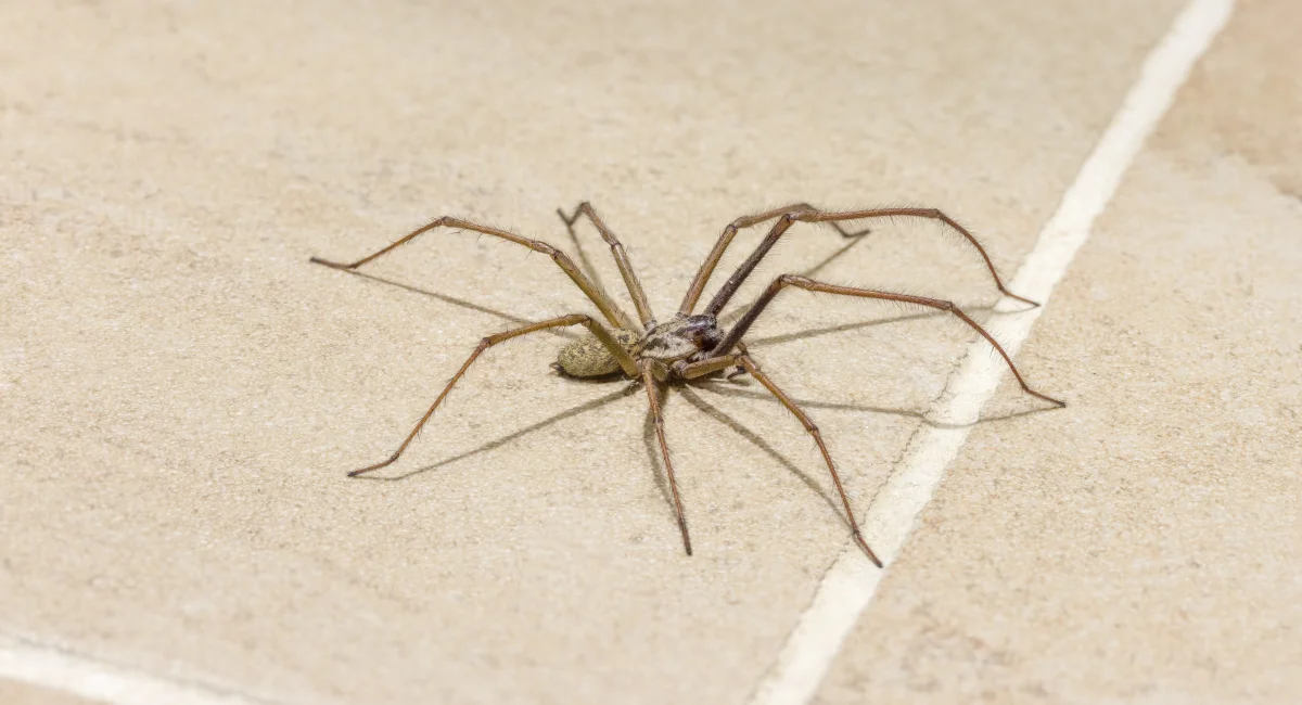 Giant house spider on tile floor in UK house
