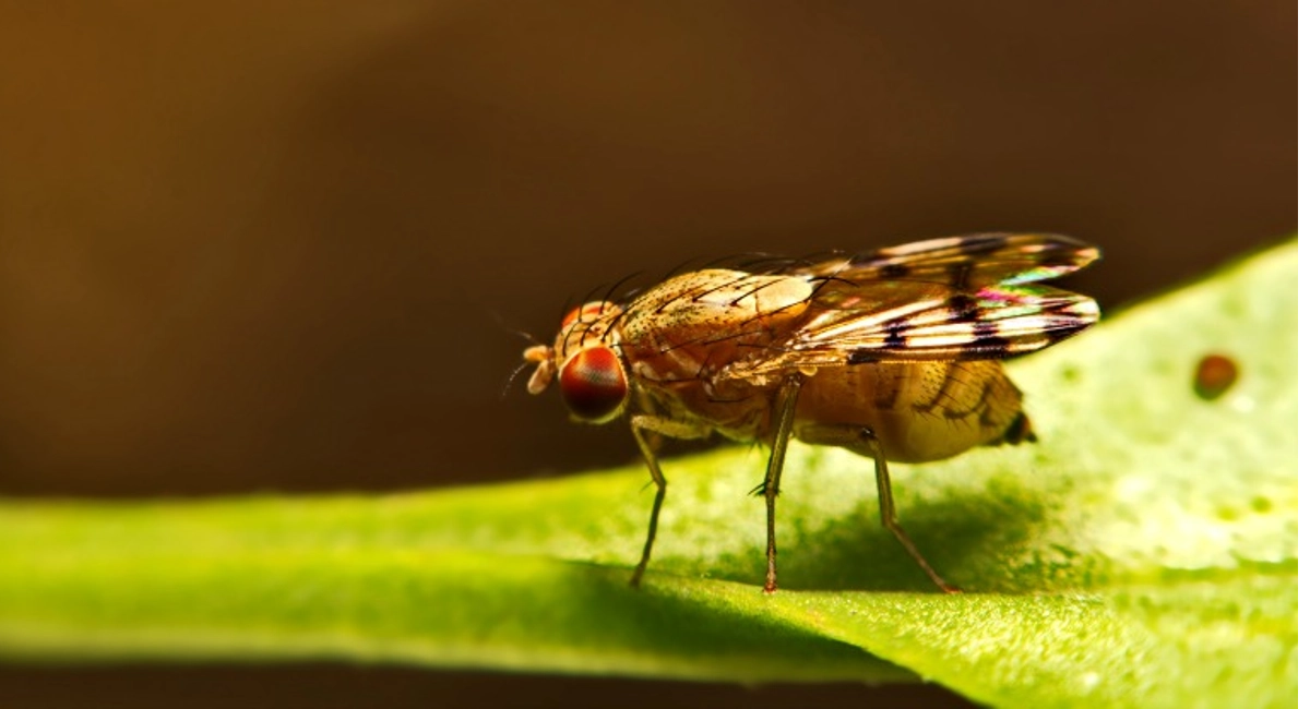 fruit fly on white background