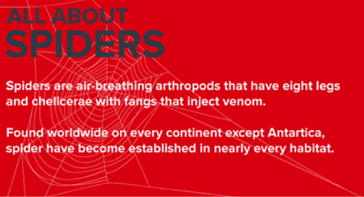 All about spiders