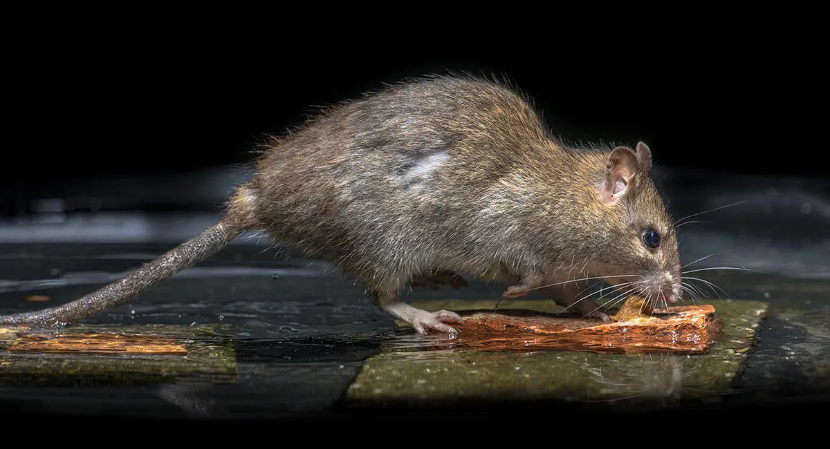 Rat bait trap