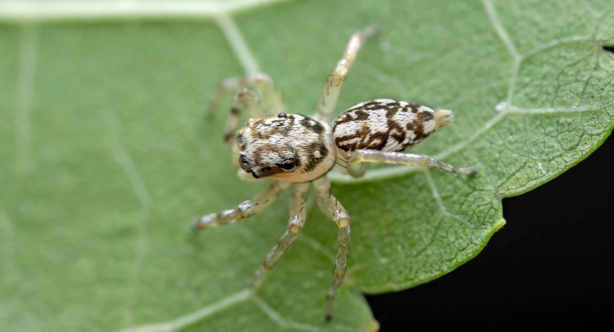 A small jumping spider, with white and brown markings, on a leaf